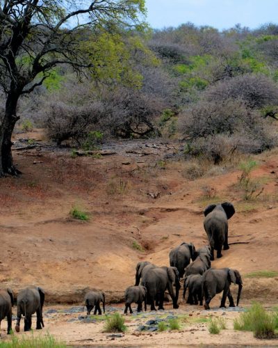 Elephants on Brown Mountain
