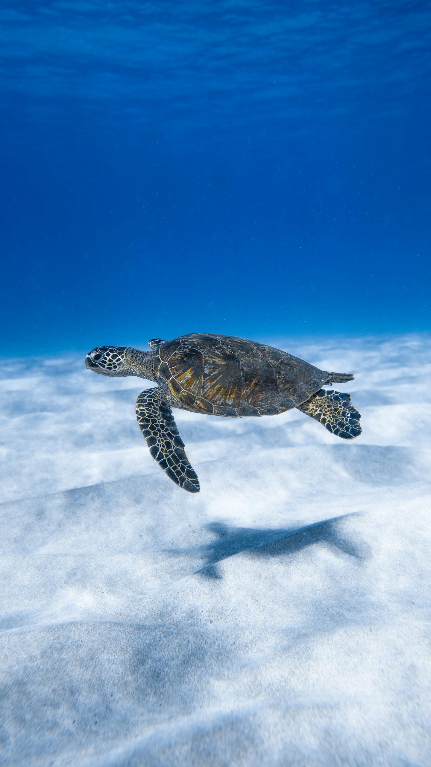 A serene underwater shot of a sea turtle swimming gracefully along the ocean floor.