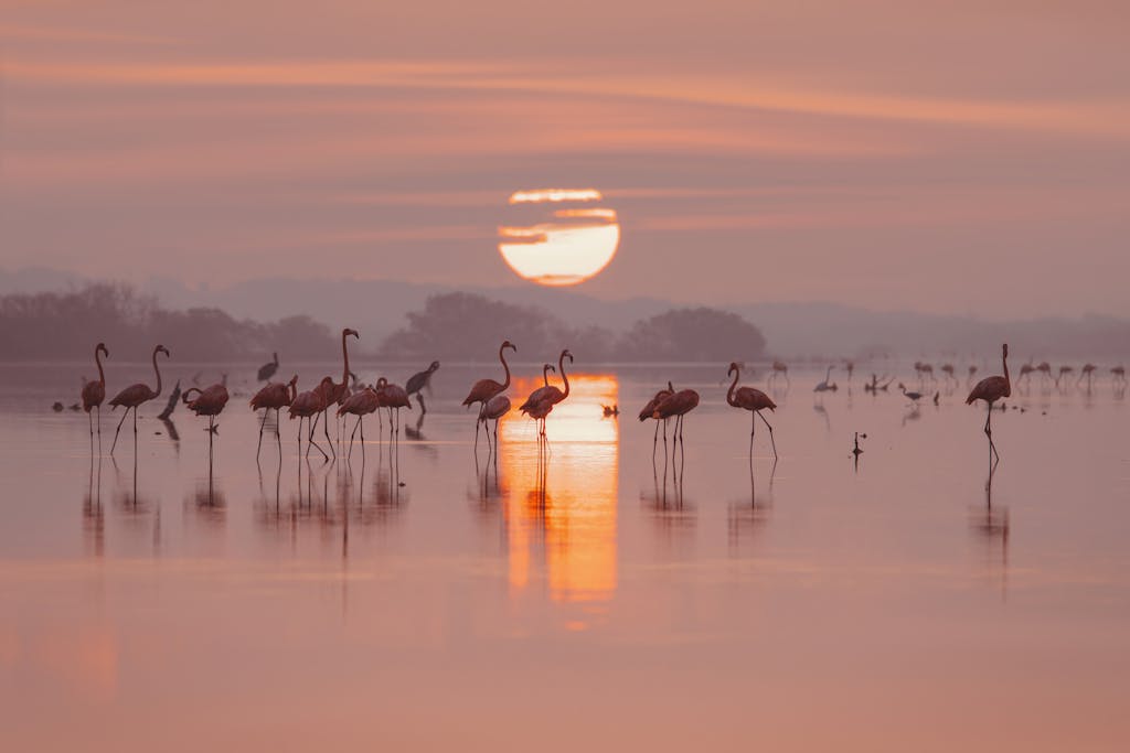 A serene view of flamingos wading at sunset reflected in water, Progreso, Mexico.