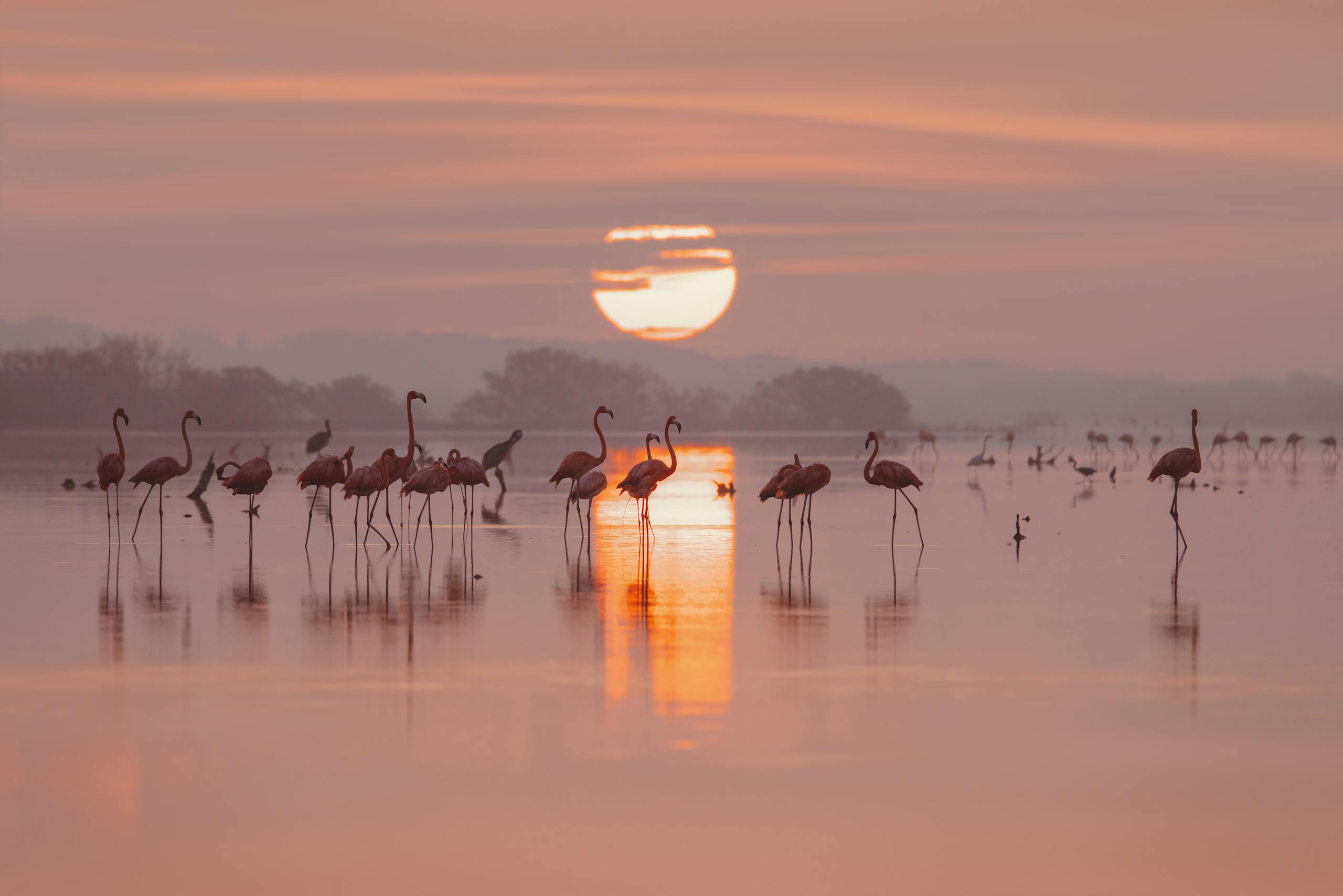 A serene view of flamingos wading at sunset reflected in water, Progreso, Mexico.