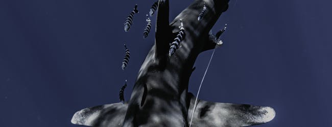 Consolider la confiance