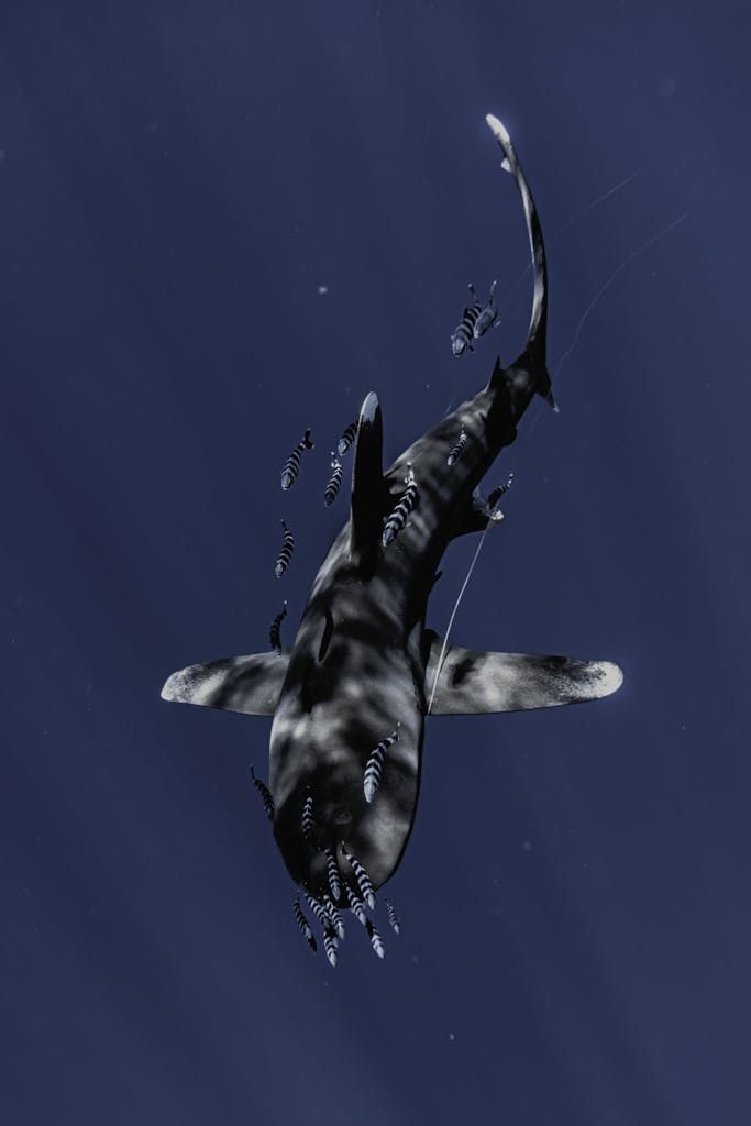 An overhead view of a shark and a school of small fish swimming gracefully underwater.