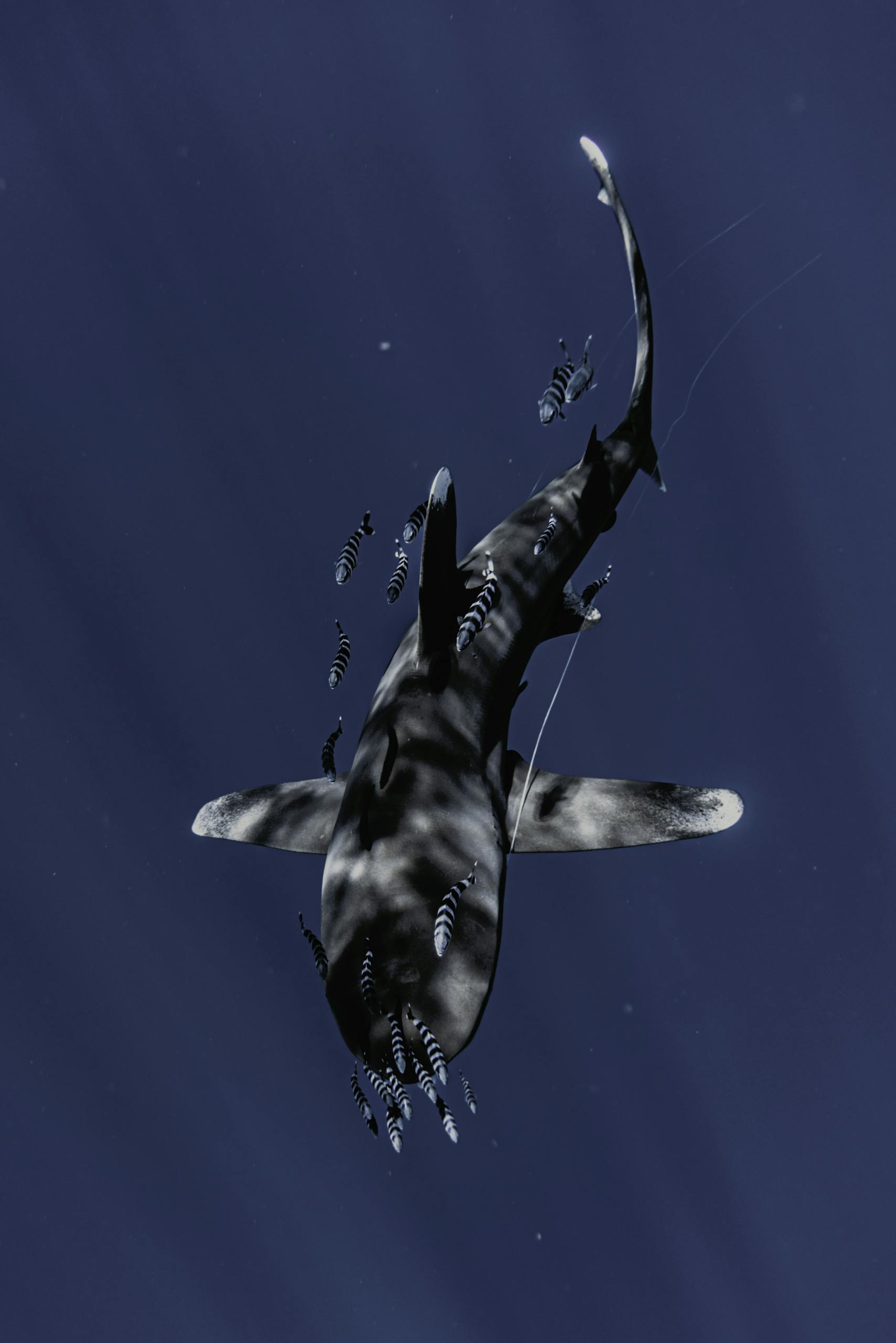 An overhead view of a shark and a school of small fish swimming gracefully underwater.