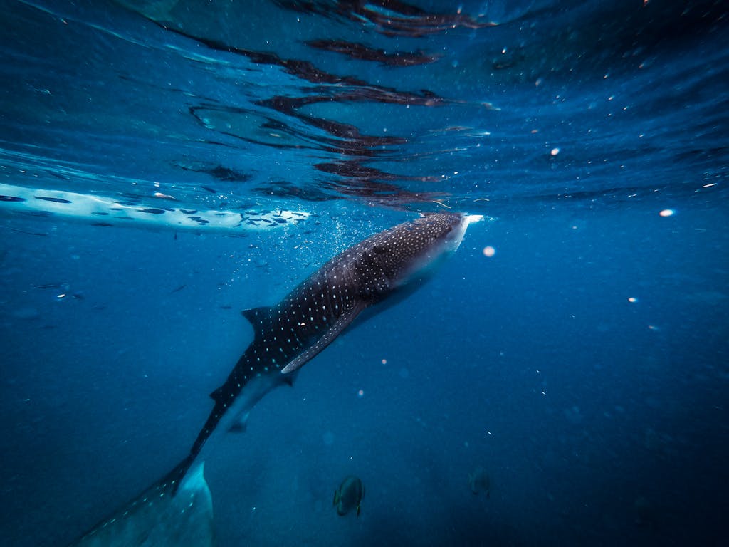 Captivating image of a whale shark swimming gracefully in the deep blue waters of Cebu.