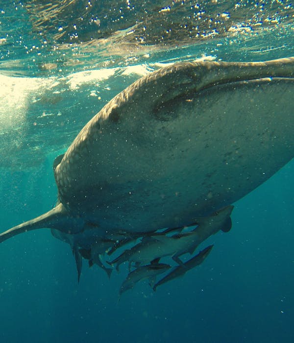 Edition Reset – Requins-Baleines