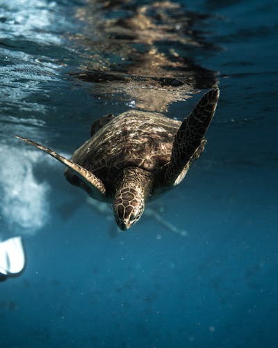 Close-up of a sea turtle gliding through clear ocean waters, showcasing marine life.