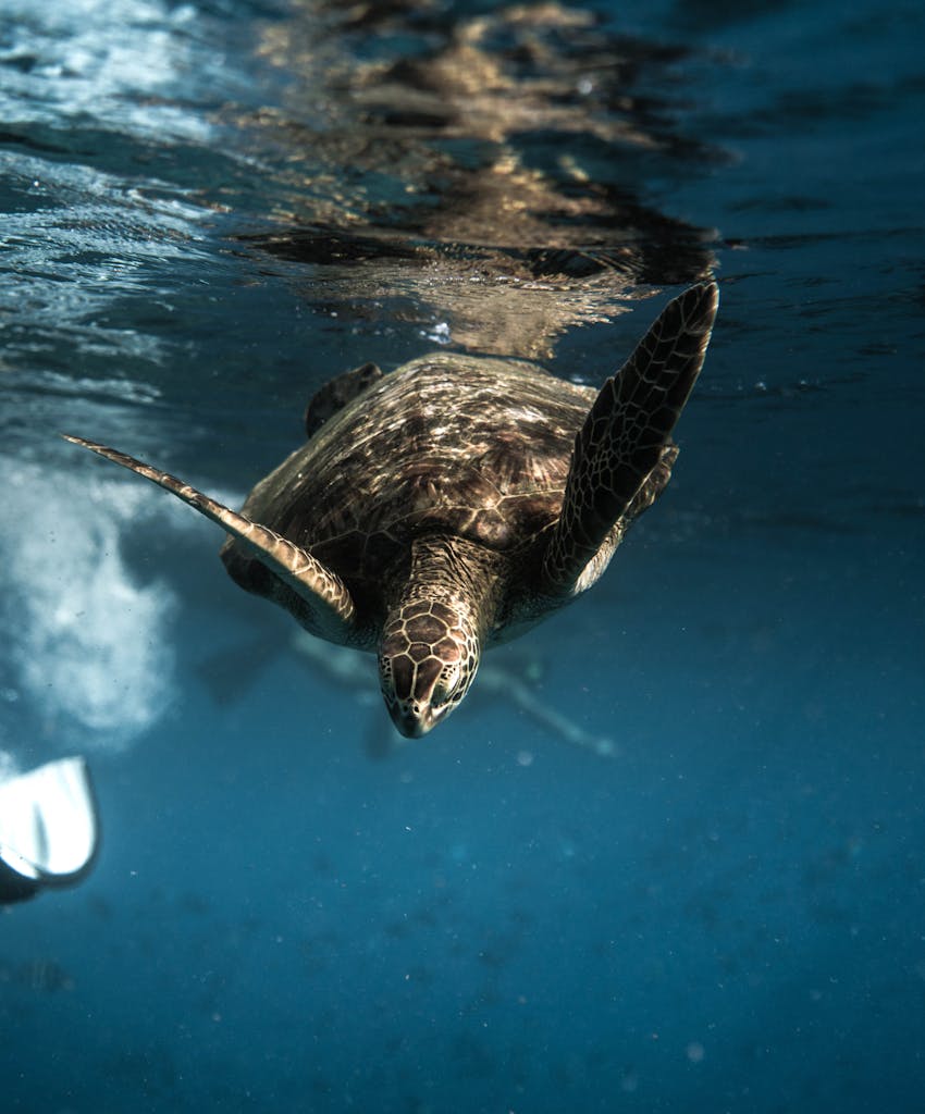 Close-up of a sea turtle gliding through clear ocean waters, showcasing marine life.