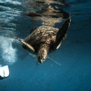 Close-up of a sea turtle gliding through clear ocean waters, showcasing marine life.