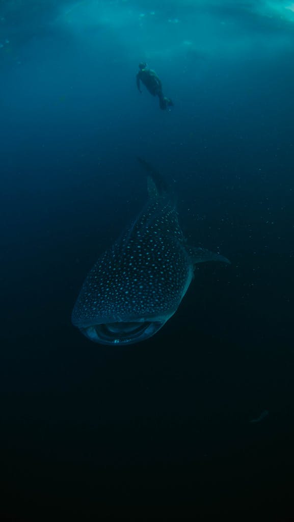 Diver swims near a majestic whale shark, captured in the deep blue waters of West Papua, Indonesia.
