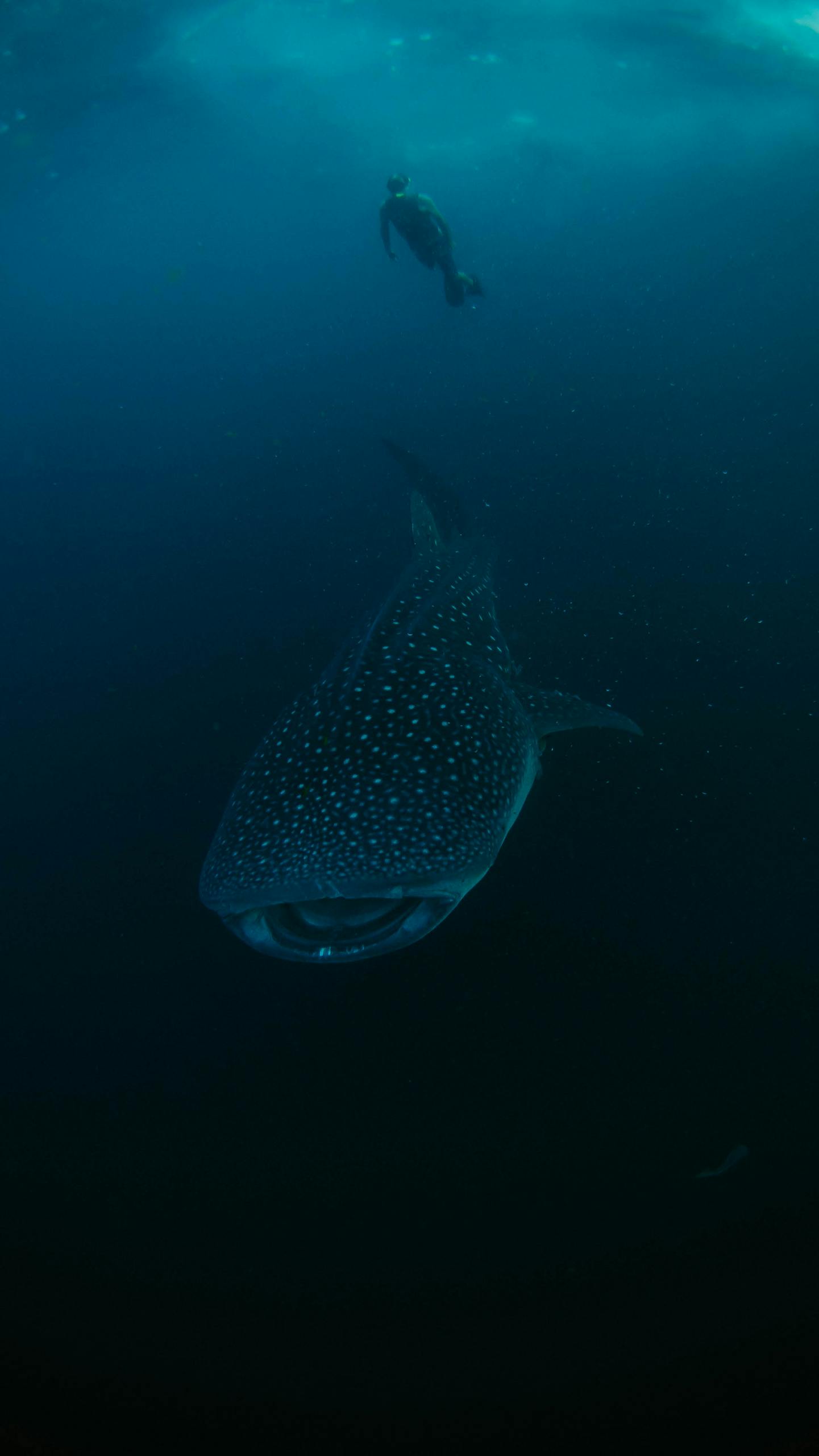 Diver swims near a majestic whale shark, captured in the deep blue waters of West Papua, Indonesia.