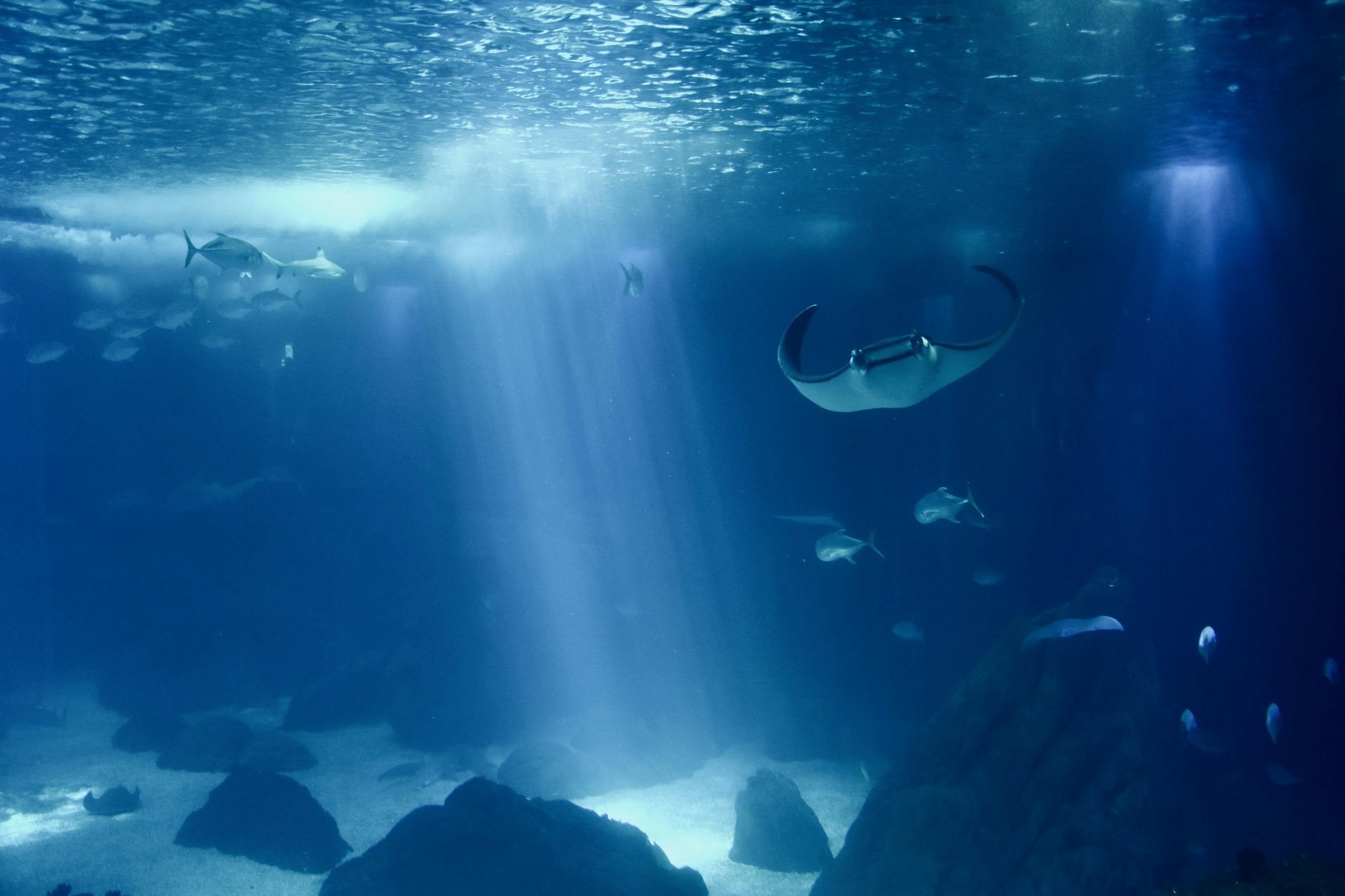 Explore a serene underwater world featuring elegant manta rays and marine life.