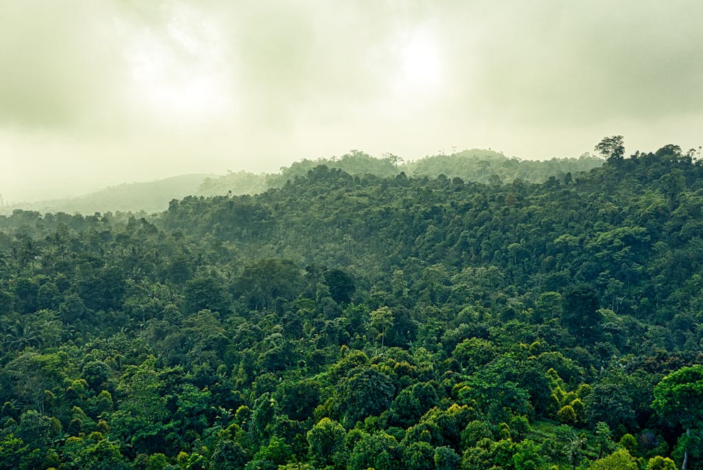 Explore the lush greenery and misty atmosphere of the Indonesian rainforest in Banten.