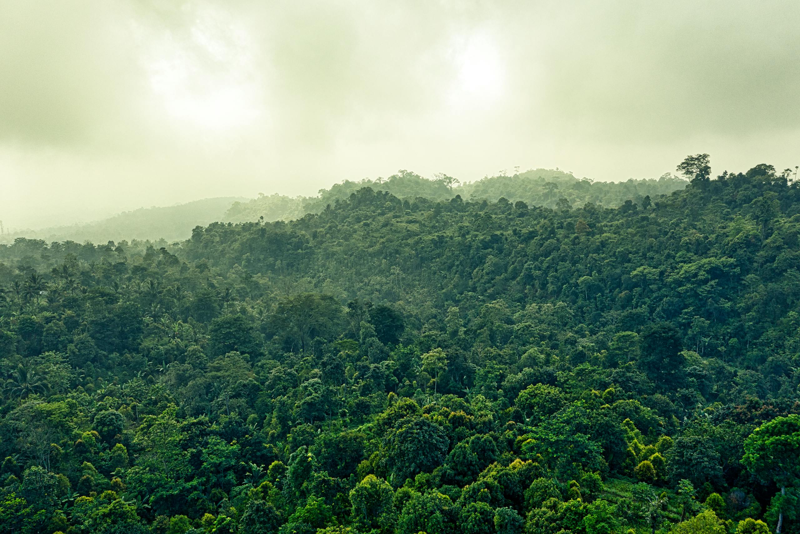 Explore the lush greenery and misty atmosphere of the Indonesian rainforest in Banten.