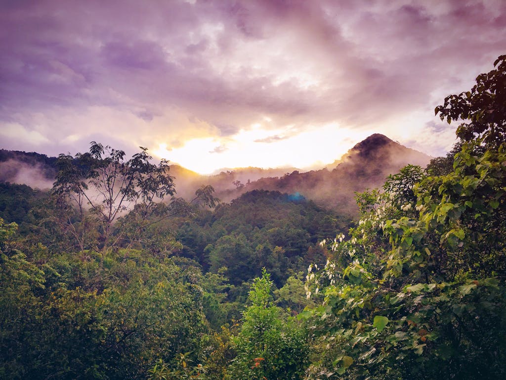 Lush jungle landscape with mist and a colorful sunrise over distant mountains.