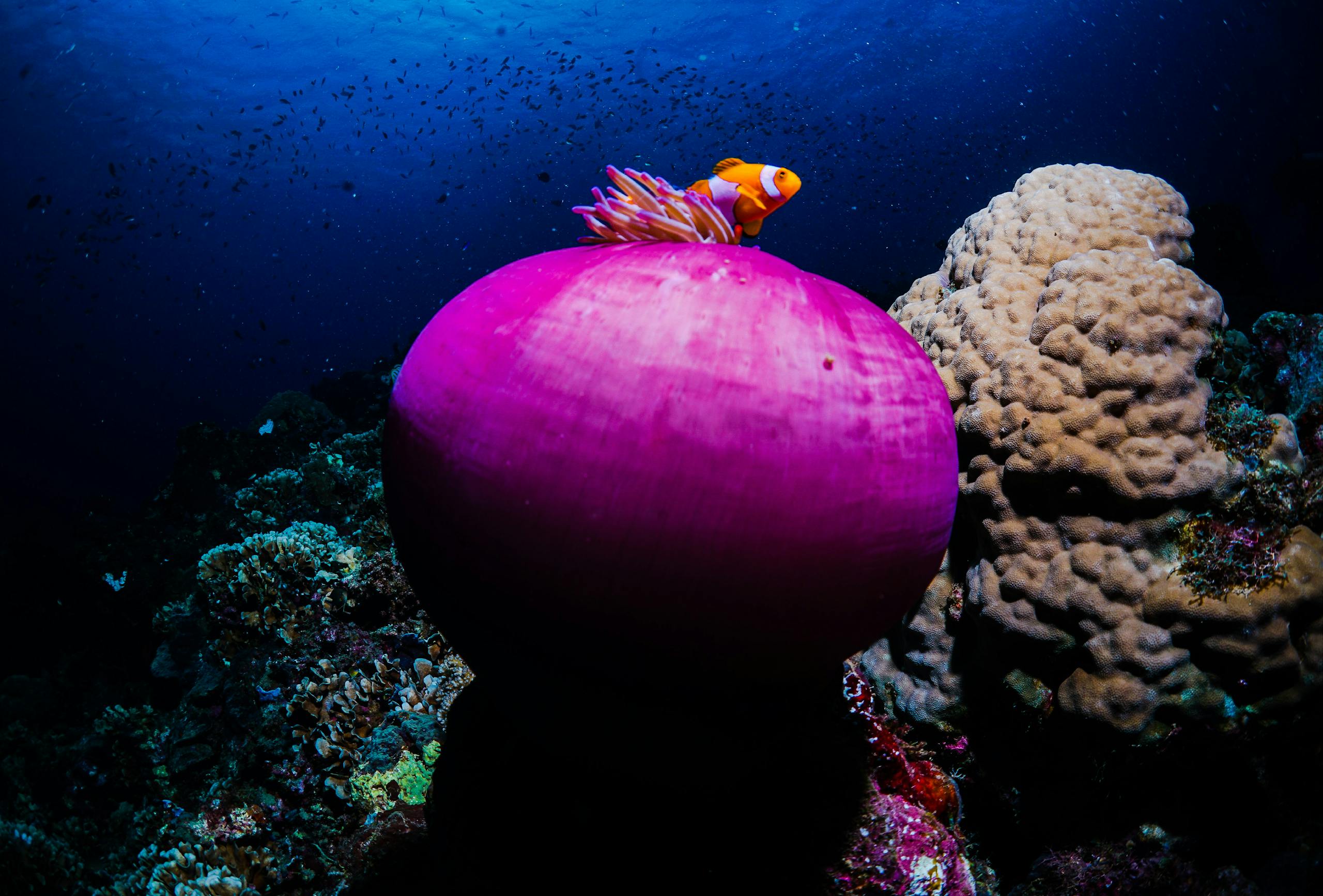 Vibrant underwater scene of a clownfish with anemone in Central Sulawesi, Indonesia.